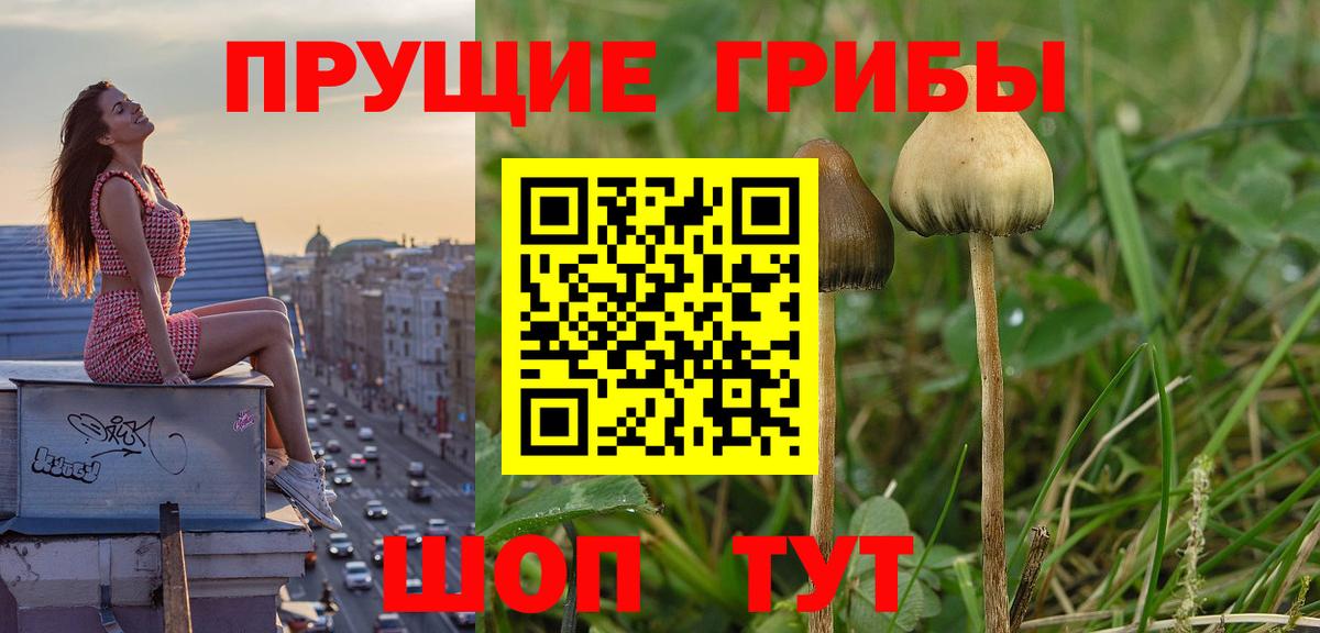 Бийск  Галлюциногенные грибы Magic Shrooms  Вход с VPN 